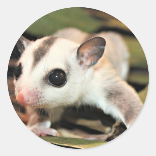 Sugar Glider Runder Aufkleber (Vorderseite)