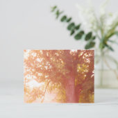 Sugar Maple Tree Sunrise Foto Postkarte (Stehend Vorderseite)