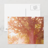 Sugar Maple Tree Sunrise Foto Postkarte (Vorne/Hinten)