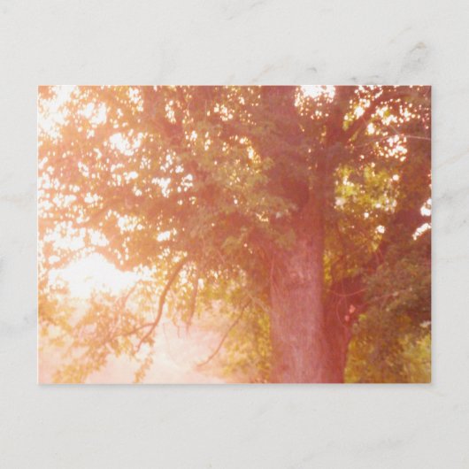 Sugar Maple Tree Sunrise Foto Postkarte (Vorderseite)