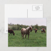 Sugar, Sky, Lady & Harley Postcard Postkarte (Vorne/Hinten)