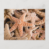 Sugar Starfish Postkarte (Vorderseite)
