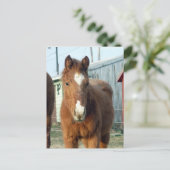 Sugarman's Lynx Postkarte (Stehend Vorderseite)