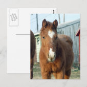 Sugarman's Lynx Postkarte (Vorne/Hinten)