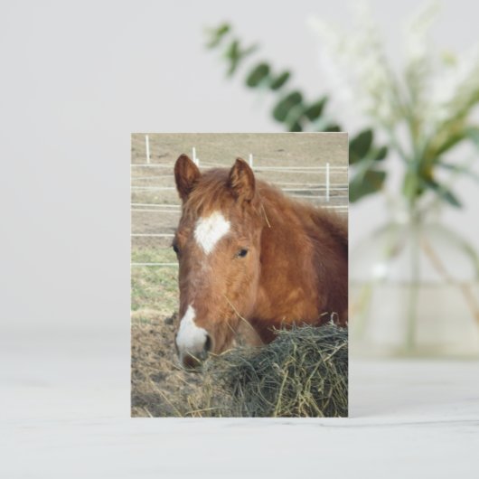 Sugarman's Lynx Postkarte (Stehend Vorderseite)