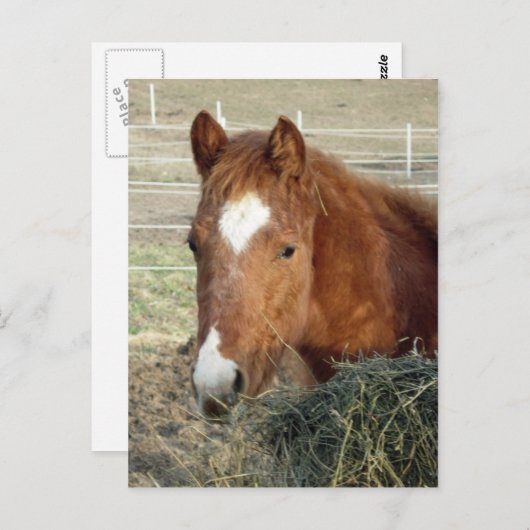 Sugarman's Lynx Postkarte (Vorne/Hinten)