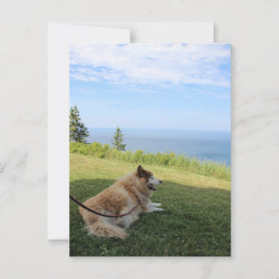 Suka Enjoying Cape George Postcard Postkarte