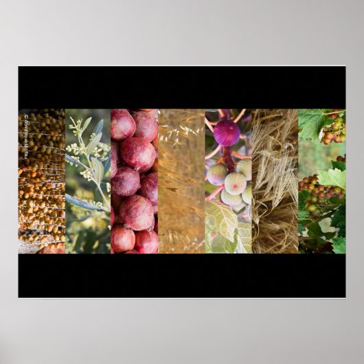 Sukkot Poster (Vorne)