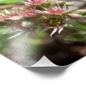 Sukkuläre Blume Fotodruck (Ecke)
