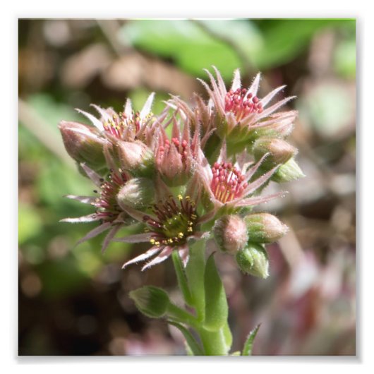 Sukkuläre Blume Fotodruck (Vorne)