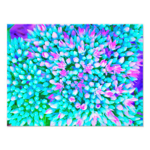 Sukkuläre Blume in Blau und Heiß-Rosa Fotodruck