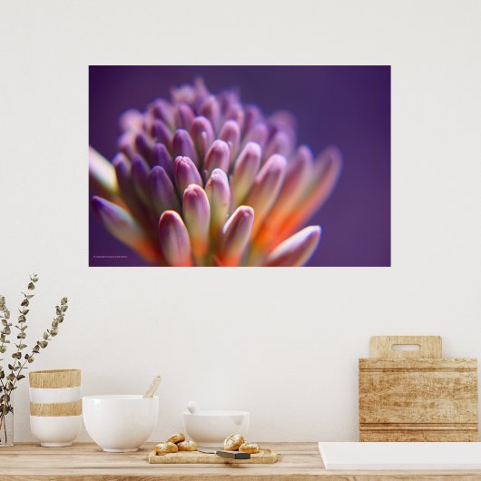 Sukkuläre Blütendrucke Poster (Küche)