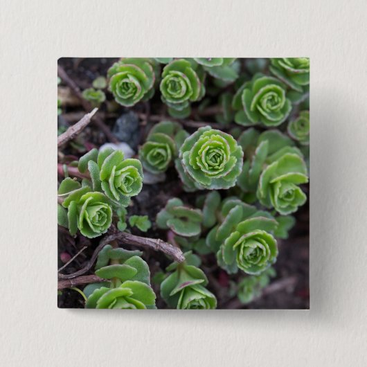Sukkuläre Fotografie Button (Vorderseite)