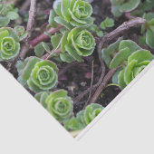 Sukkuläre Fotografie Seidenpapier (Ausschnitt)