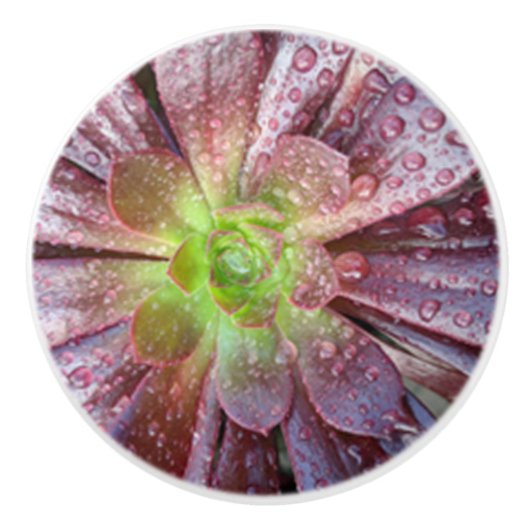 Sukkuläre Keramik Keramikknauf (Vorderseite)