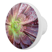 Sukkuläre Keramik Keramikknauf (Rechts)