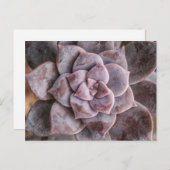 Sukkuläre Liebe Postkarte (Vorne/Hinten)