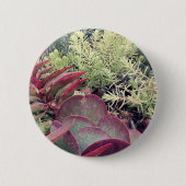 Sukkuläre Pflanze Button (Vorderseite)