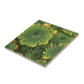 Sukkuläre Pflanze Dekorative Keramik Tile Fliese (Seite)