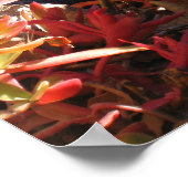 Sukkuläre Pflanze Unterwassergarten Poster (Ecke)