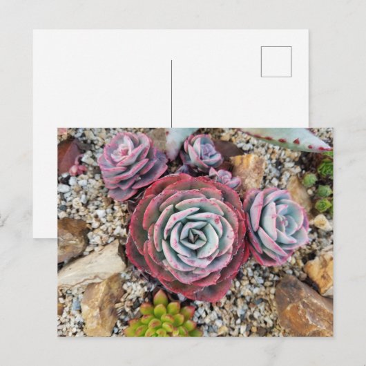 Sukkuläre Postkarte (Vorne/Hinten)