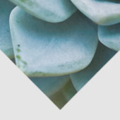 Sukkuläre Schließung Seidenpapier (Detail)