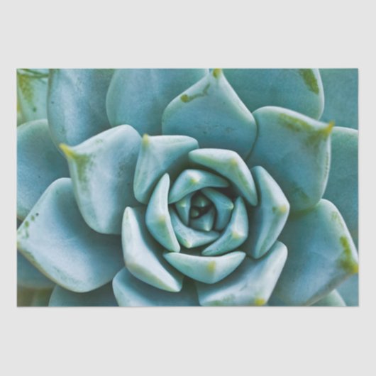 Sukkuläre Schließung Seidenpapier (Vorderseite)