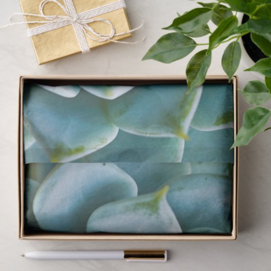 Sukkuläre Schließung Seidenpapier (Geschenk)