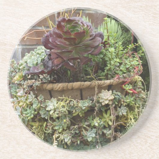 Sukkuläre Untersetzer (Vorne)