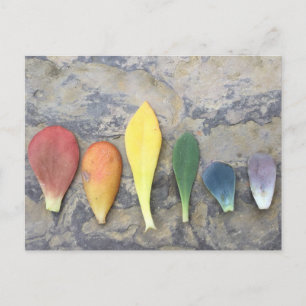 Sukkulärer Leaf Rainbow Postkarte