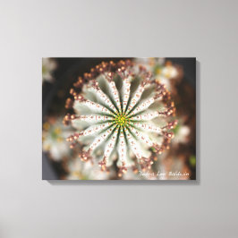 Sukkuläres Foto von Debra Lee Baldwin Leinwanddruck