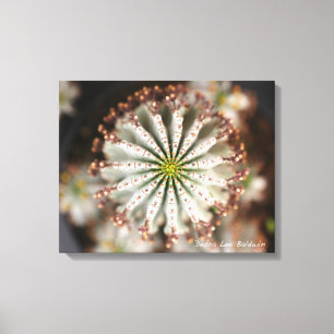 Sukkuläres Foto von Debra Lee Baldwin Leinwanddruck