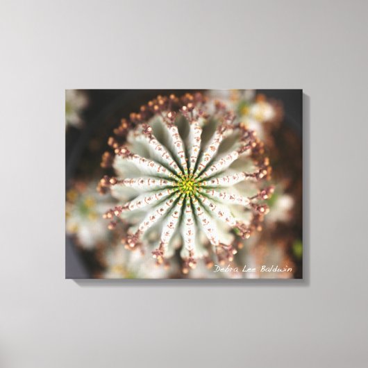 Sukkuläres Foto von Debra Lee Baldwin Leinwanddruck (Vorderseite)