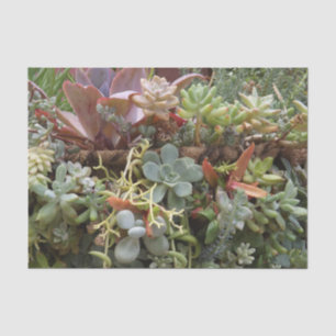 Sukkuläres Gewebepapier Seidenpapier