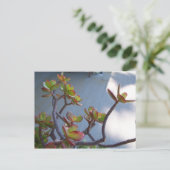 Sukkulent an einem Oxnard Deck...... Postkarte (Stehend Vorderseite)