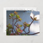 Sukkulent an einem Oxnard Deck...... Postkarte (Vorne/Hinten)