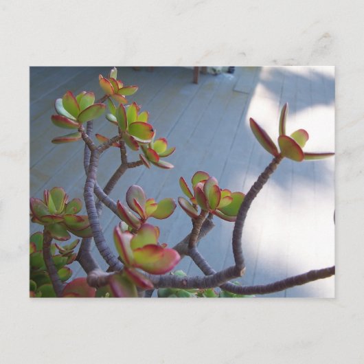 Sukkulent an einem Oxnard Deck...... Postkarte (Vorderseite)