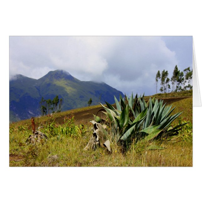 Sukkulent Ecuador (Vorderseite (Horizontal))