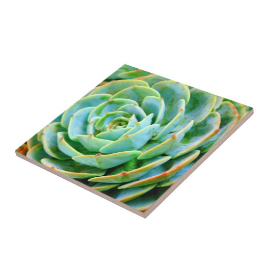 sukkulent fliese (Seite)