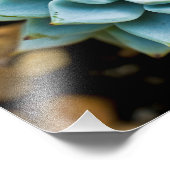 sukkulent fotodruck (Ecke)