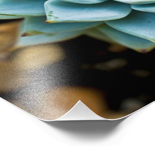 sukkulent fotodruck (Ecke)