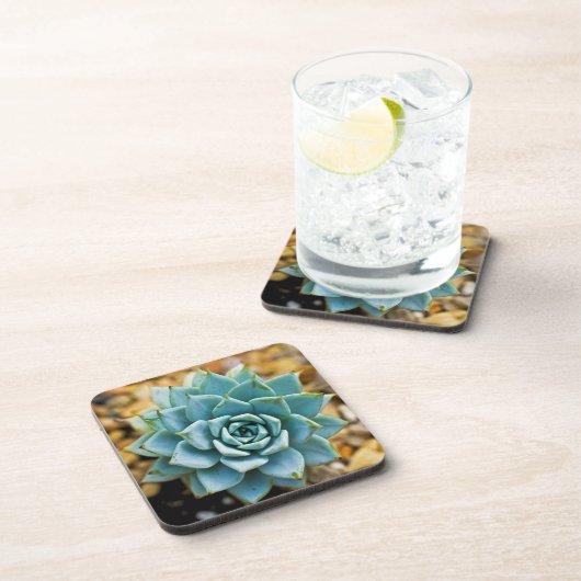 sukkulent getränkeuntersetzer (Rechte Seite)