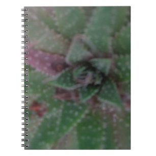 Sukkulent, grün Lila, Natur, Flora Pflanze Notizblock