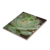 Sukkulent, Hen und Küken Fliese (Seite)