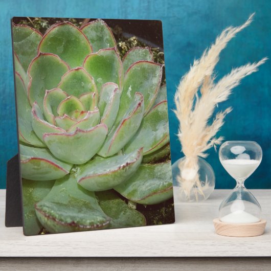 Sukkulent, Hen und Küken Fotoplatte (Seite)