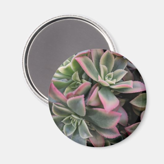 sukkulent magnet (Vorderseite/Rückseite)