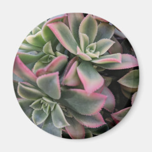 sukkulent magnet
