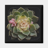 sukkulent magnet (Vorne)