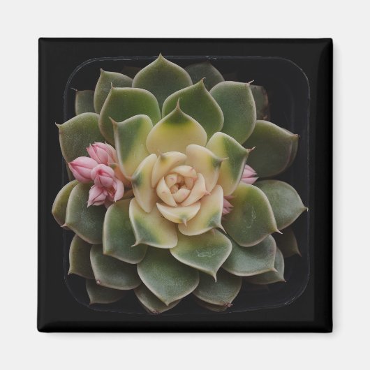 sukkulent magnet (Vorne)