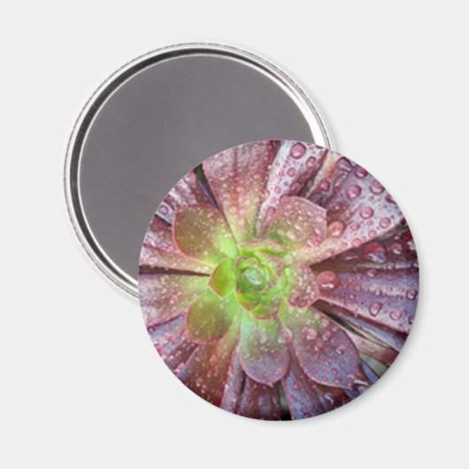sukkulent magnet (Vorderseite/Rückseite)